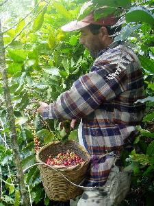 Avilio picking coffee