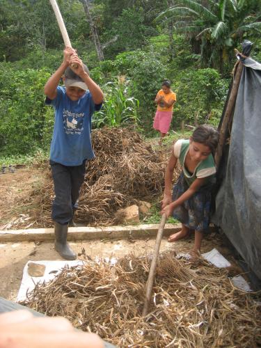 Harvesting Red Edible Beans