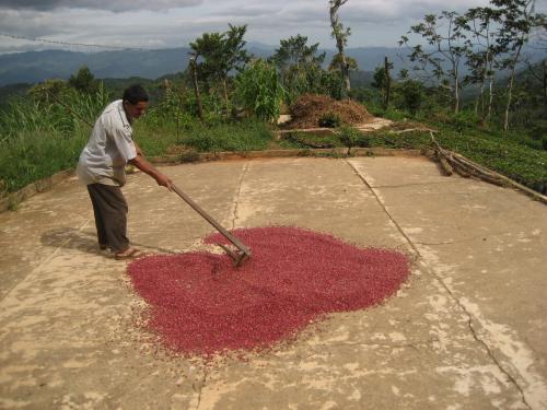 Drying Red Edible Beans