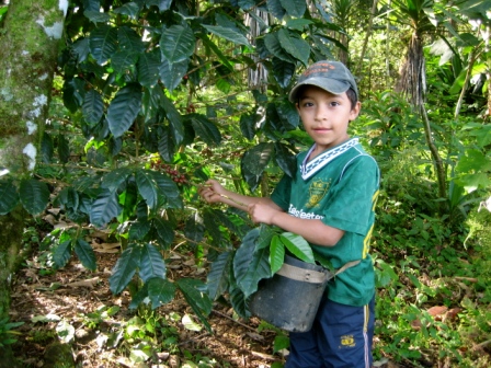 Franklin Yanes harvesting coffee