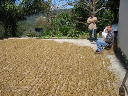 Drying Coffee on a patio