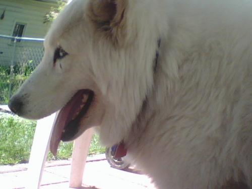 Our Dog Lobo