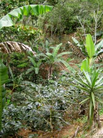 Shade coffee plants on a slope--they are the low, green, glossy ones