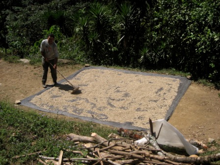 Drying coffee on a tarp