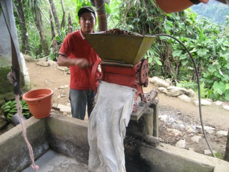 Milling the berries