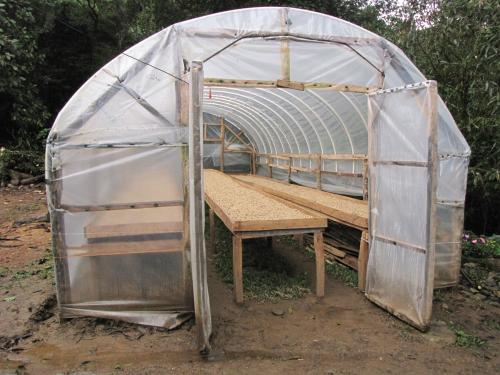 Drying coffee in hoop houses